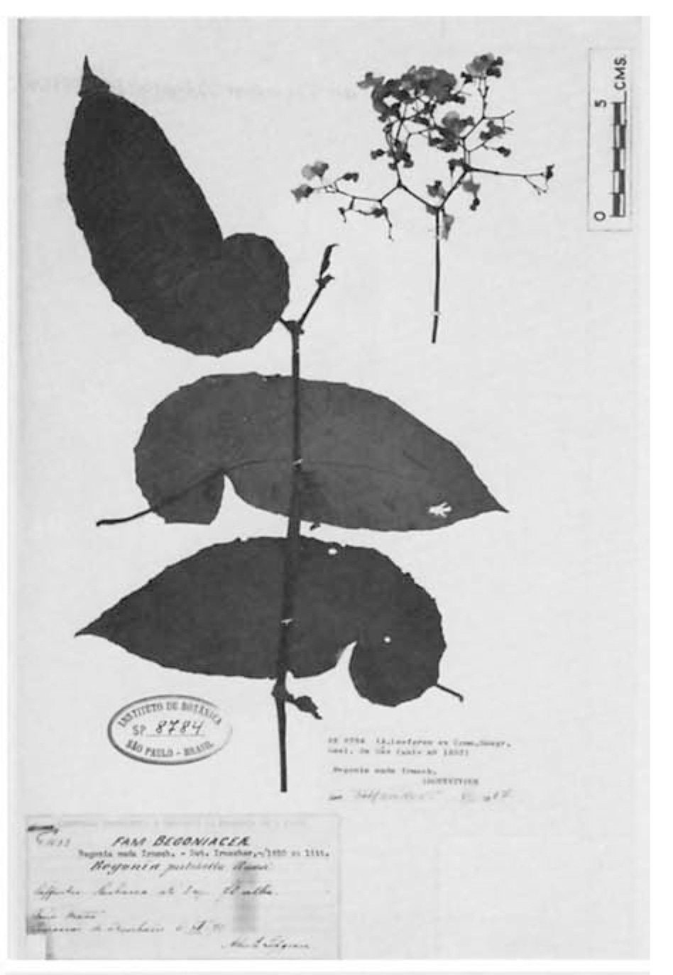 B. nuda
